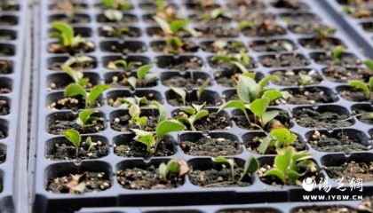 子洲县中药材智慧大棚育苗：科技赋能 开启产业新篇章