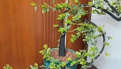 小叶紫檀盆景的养法了解吗？掌握 5 个“保命招”，叶片油亮不烂根，越养越值钱