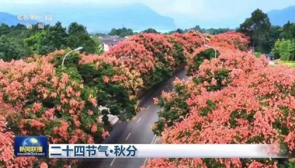 新闻联播聚焦通济秋色！榕城路栾树美到“出圈”