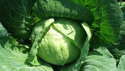 用芋头做一道下饭菜，芋头红烧肉