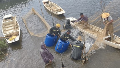 江西樟树市：鱼塘养殖激活“幸福密码”