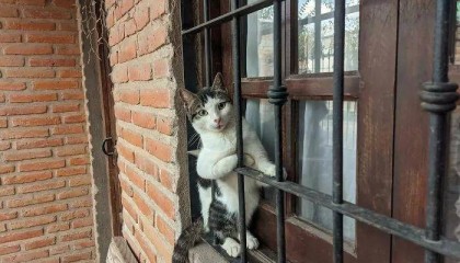 你家窗台缺个毛茸茸哲学家吗？