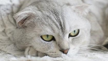 淘宝买的饰品能邮寄国外吗？