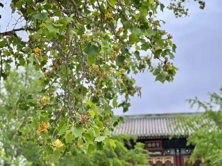 科普北海丨北海公园的马褂木