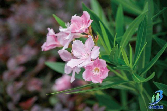北海夏日更新“花”样