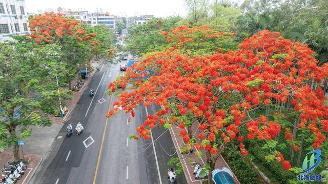 北海夏日更新“花”样