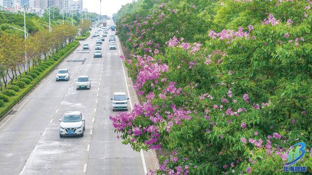 北海夏日更新“花”样