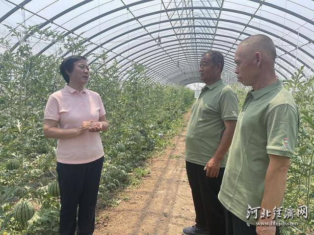 长城观察 | 曲周10亿株“科技苗”15省落地生根
