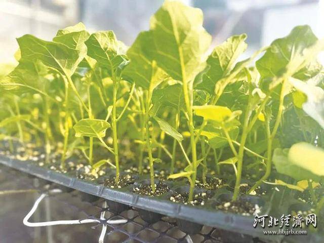 长城观察 | 曲周10亿株“科技苗”15省落地生根