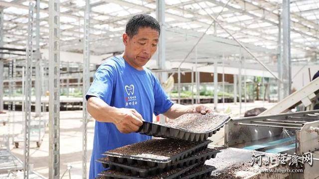 长城观察 | 曲周10亿株“科技苗”15省落地生根