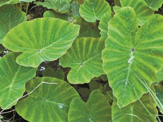 尝一口“芋头” 住了4天院