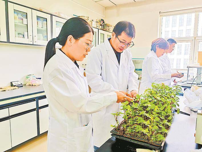 科技赋能甘薯产业点亮新“薯”光