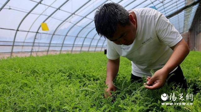 子洲县中药材智慧大棚育苗：科技赋能 开启产业新篇章