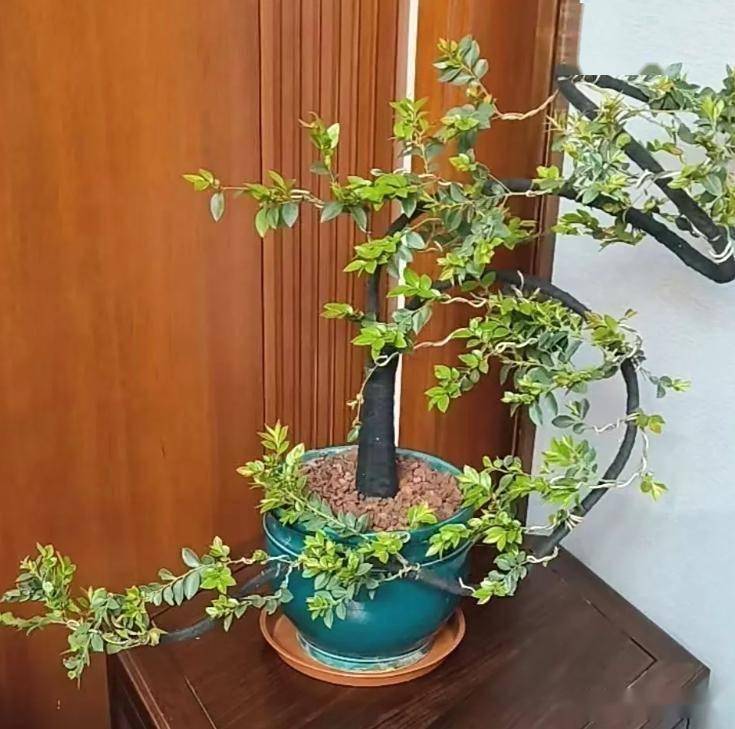 小叶紫檀盆景的养法了解吗?掌握 5 个“保命招”,叶片油亮不烂根,越养越值钱