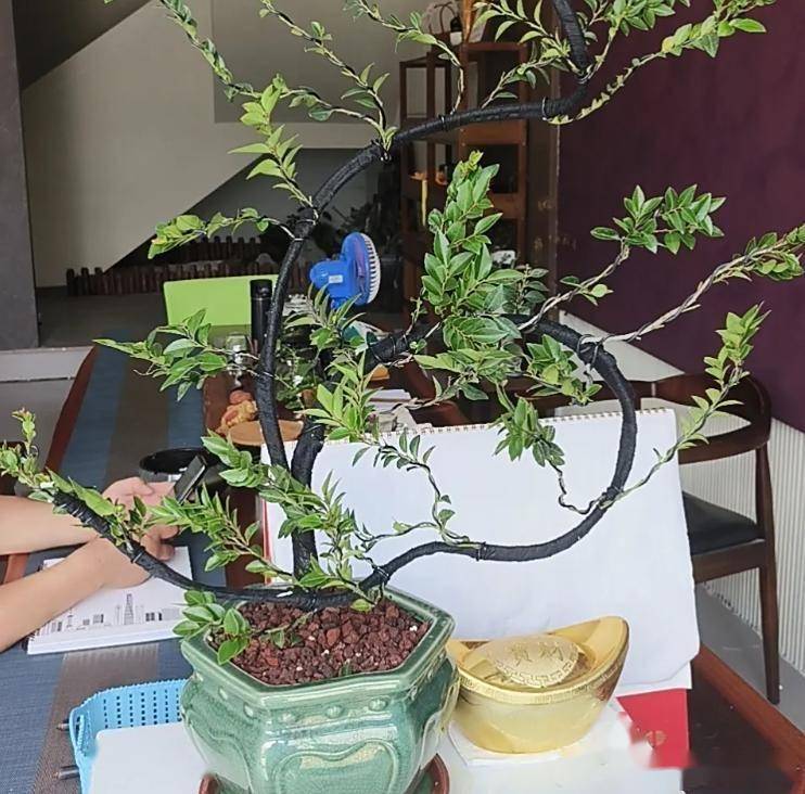 小叶紫檀盆景的养法了解吗?掌握 5 个“保命招”,叶片油亮不烂根,越养越值钱