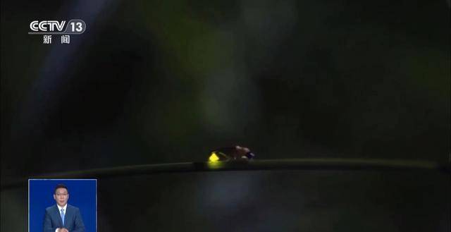 网传萤火虫濒临灭绝是真的吗？