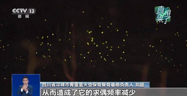 网传萤火虫濒临灭绝是真的吗？