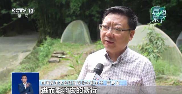 网传萤火虫濒临灭绝是真的吗？