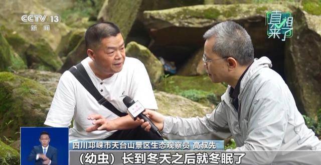 网传萤火虫濒临灭绝是真的吗？