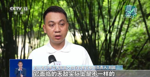 网传萤火虫濒临灭绝是真的吗？