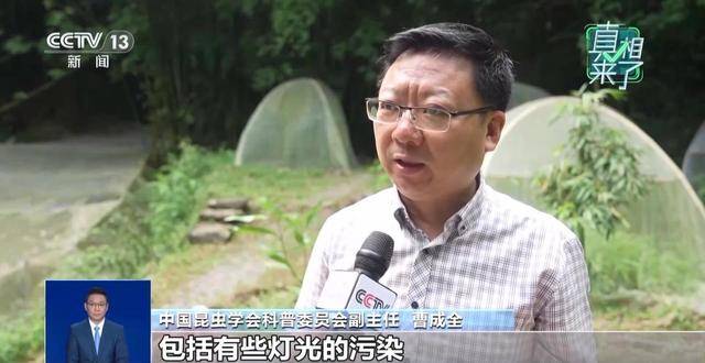 网传萤火虫濒临灭绝是真的吗？