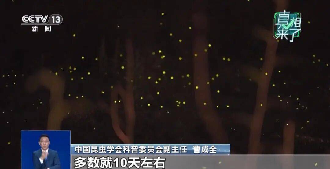 真相来了丨网传萤火虫濒临灭绝 是真的吗?