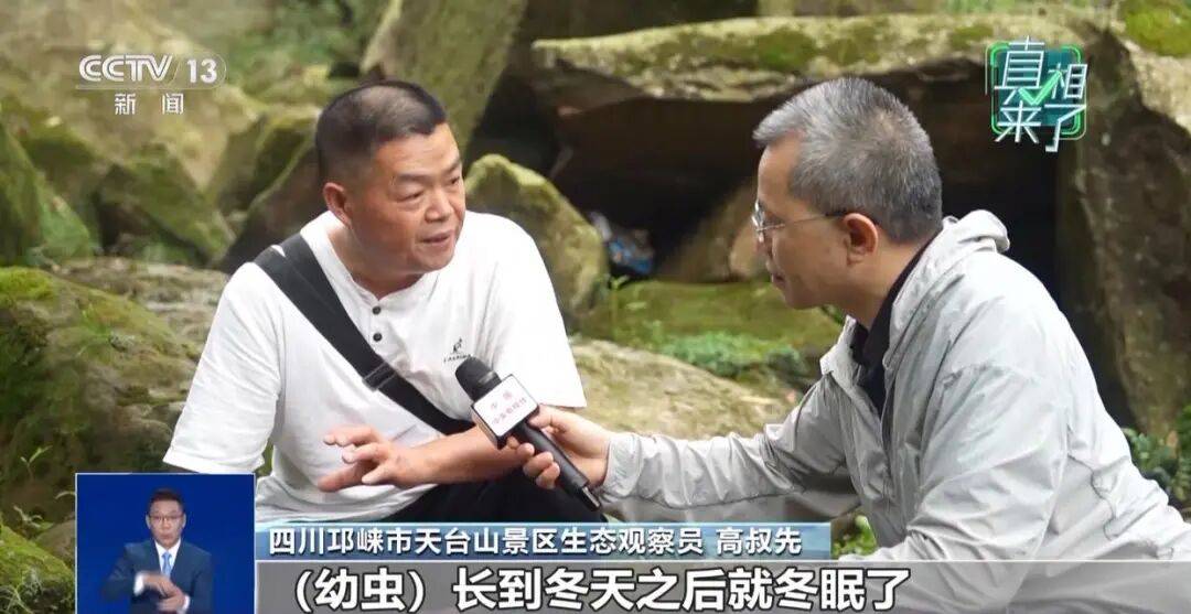 真相来了丨网传萤火虫濒临灭绝 是真的吗?