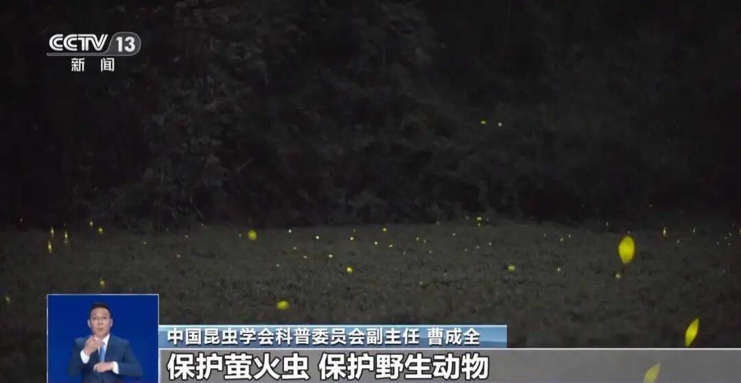 真相来了丨网传萤火虫濒临灭绝 是真的吗?